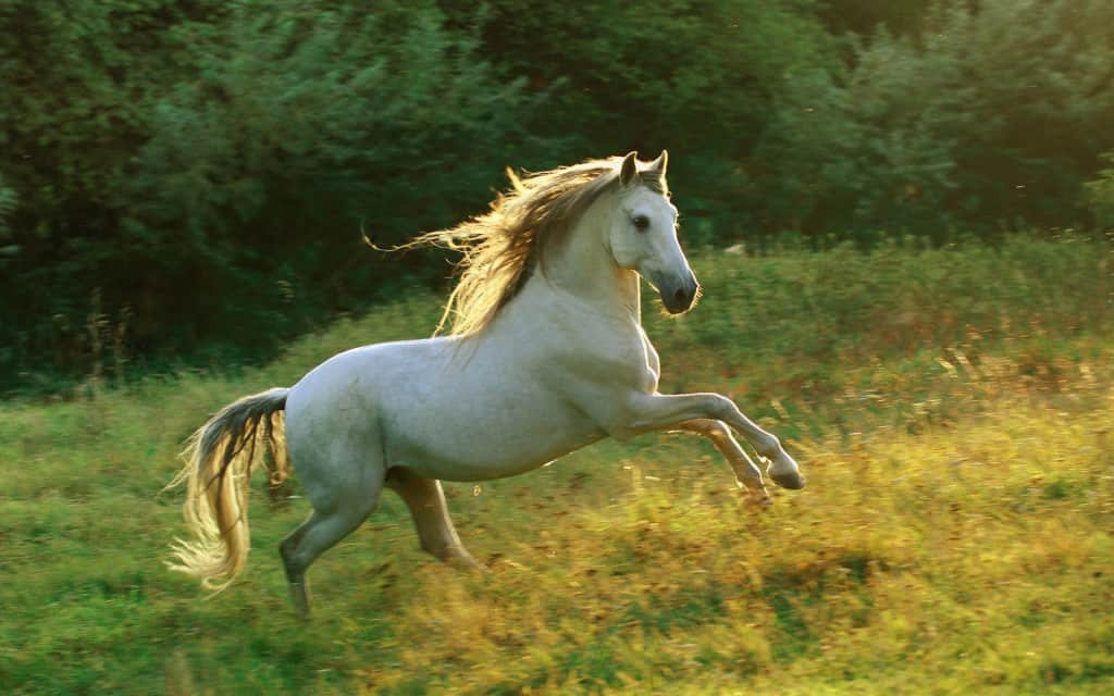beautiful horses 13