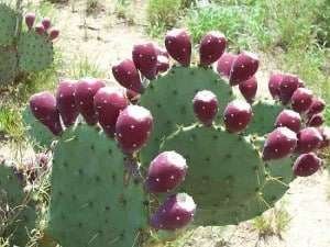 prickly-pear-cactus