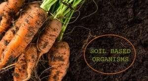 soil based organisms