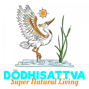The Dodhisattva