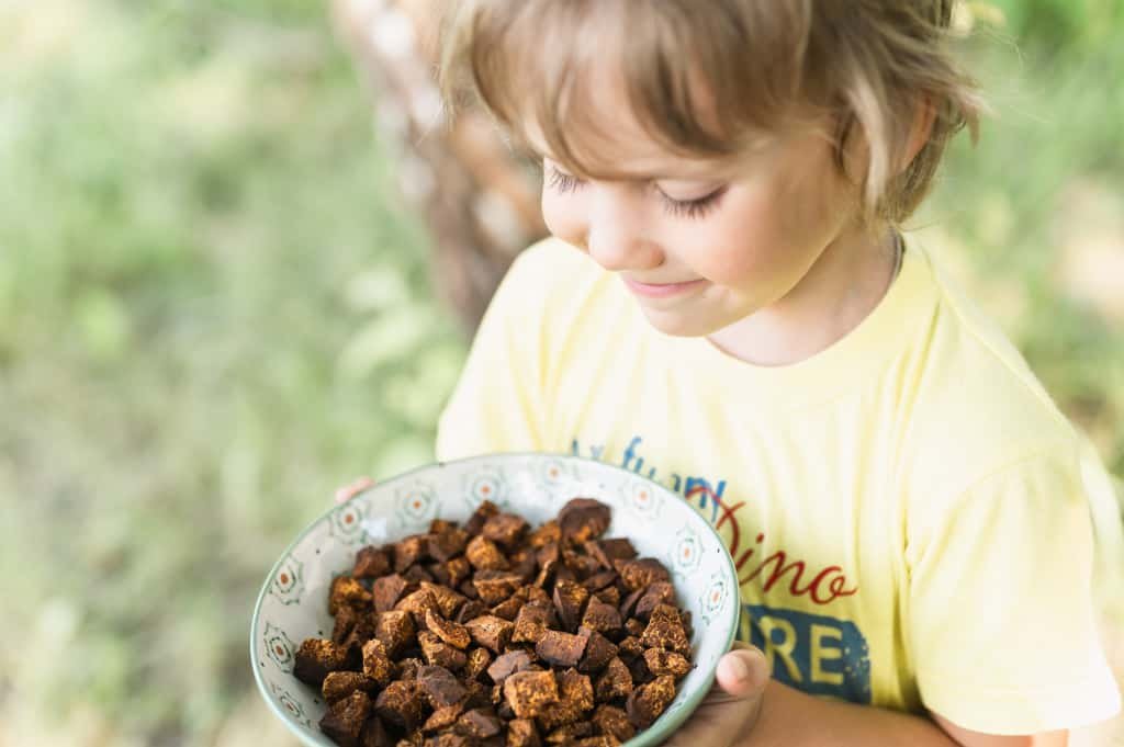 gathered foraged sliced pieces chaga mushroom birch tree fungus brewing medicinal tea in kid hands