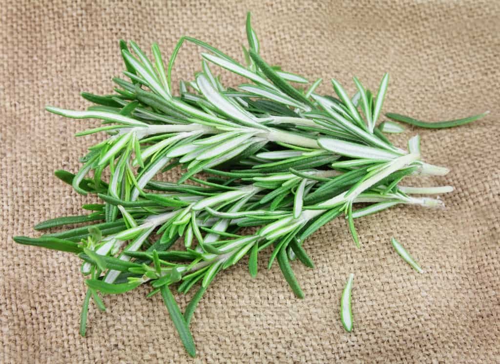 Rosemary herbal