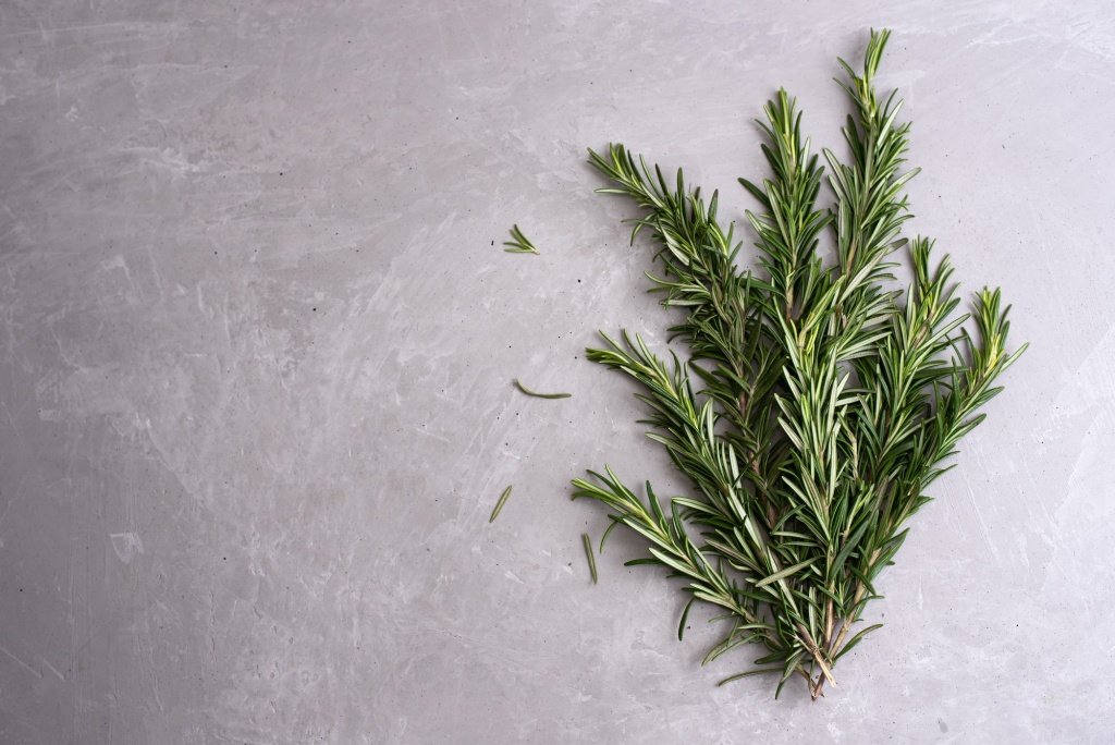 Rosemary and radiation protection