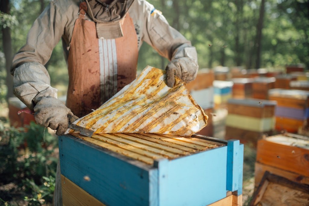 The beekeeper takes propolis from the beehive. Harvest of beekeeping products in the apiary.