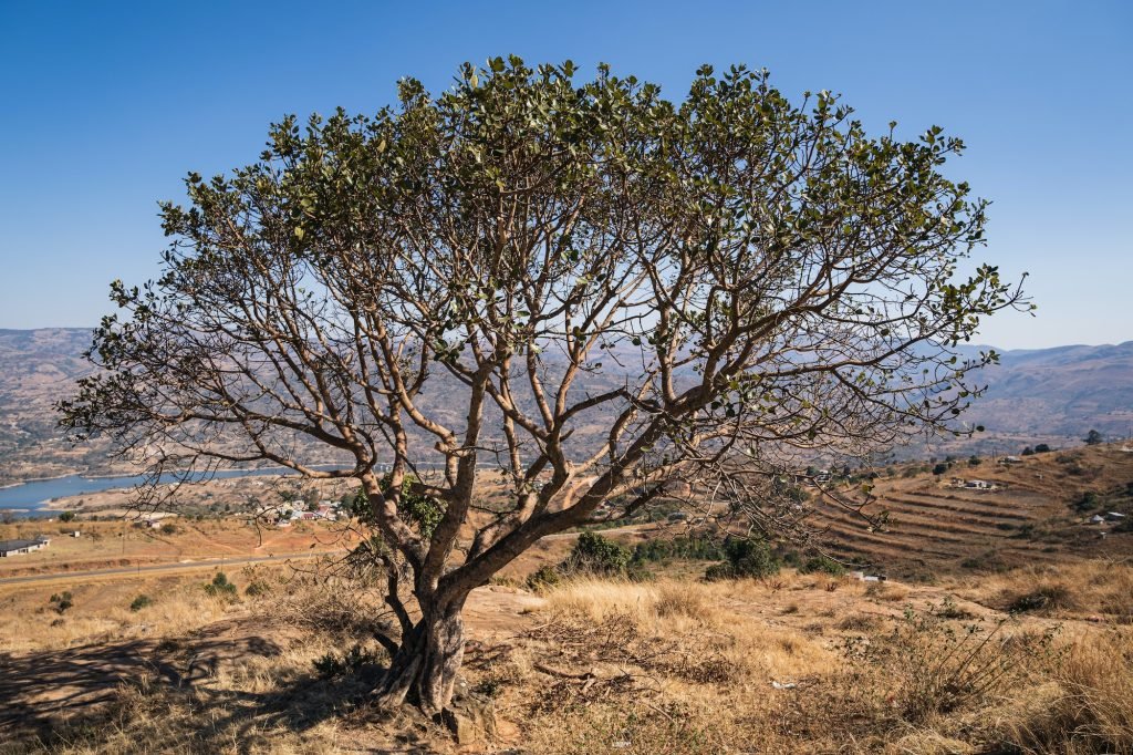 Closeup of a lonely olibanum-tree growing in a deserted area