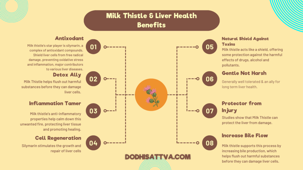 MILK THISTLE AND LIVER HEALTH