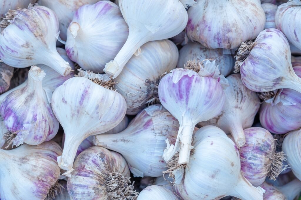 background of garlic. garlic harvest
