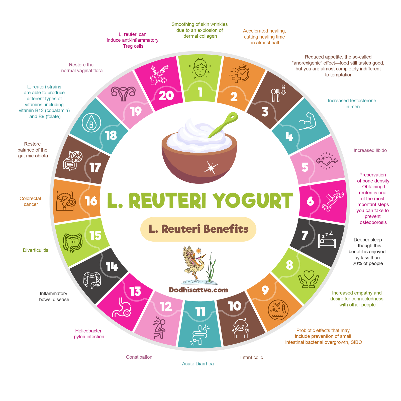 L. Reuteri Yogurt Infographic