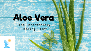 Aloe Vera Powder Benefits 2 (1)