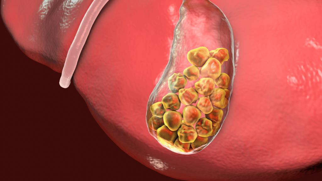 liver bile ducts 1