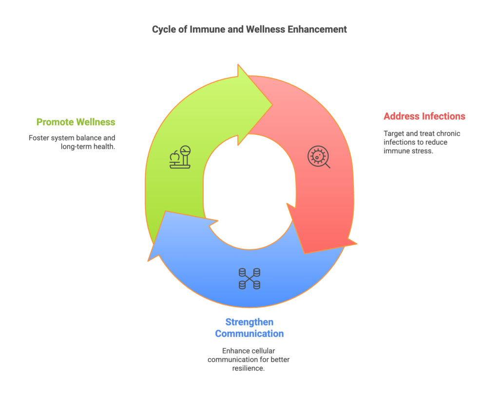 cycle of immune