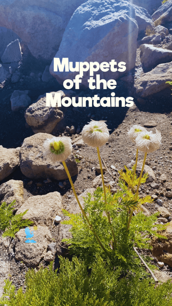 Muppets of the Mountains” (Your Story) (1)