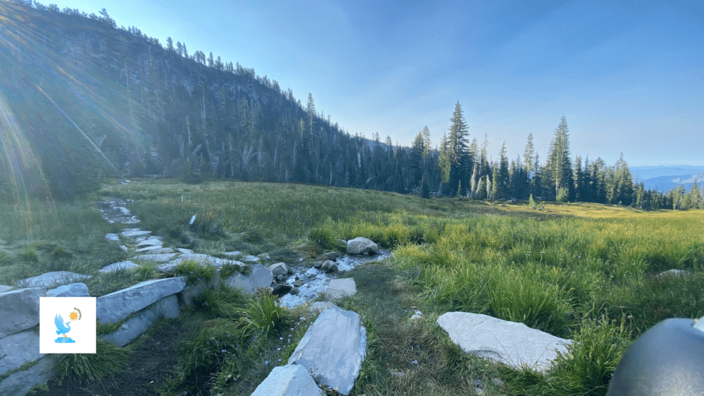 panther meadow (1)