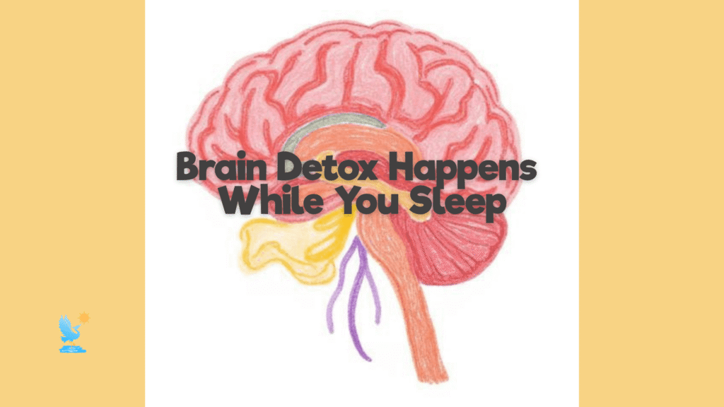 Brain Detox Happens While You Sleep (1)