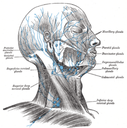 cervical lymph nodes