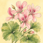 rose geranium (1)